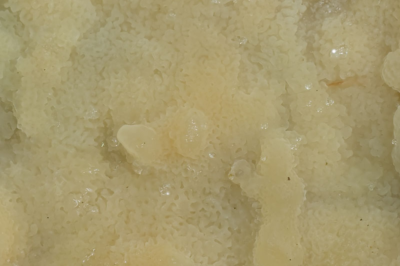 Physisporinus vitreus